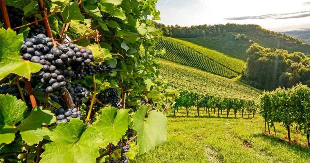 Europske vinarije s suočavaju s problemima i smanjenom proizvodnjom